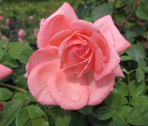 Rose-Canada Blooms pink